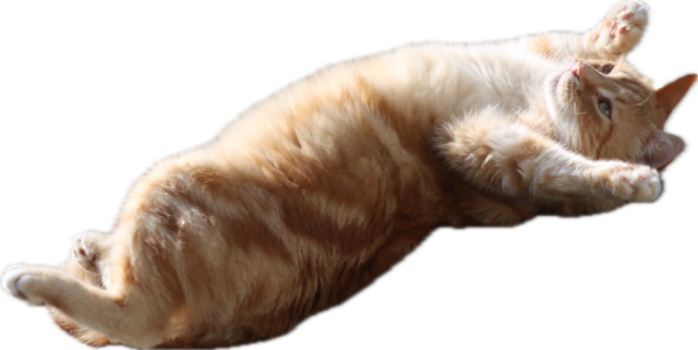 Washy upside down paws up transparent png