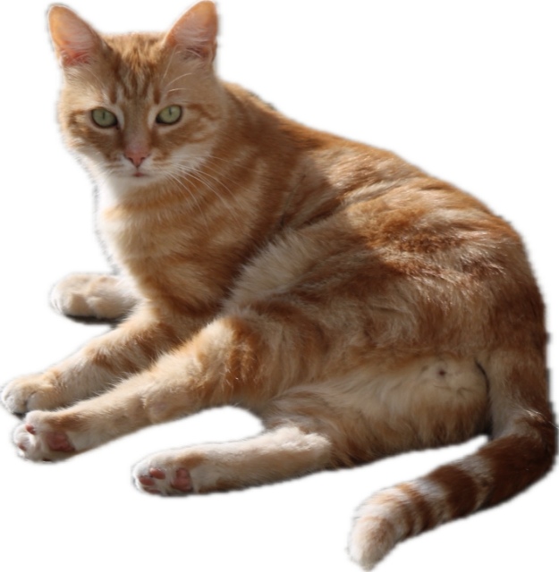 Washy laying down transparent png