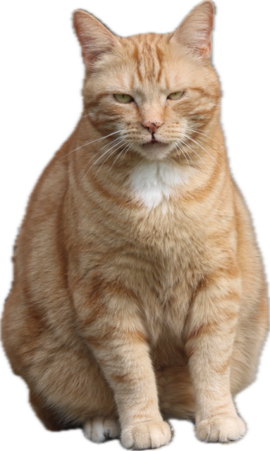 George mlem transparent png