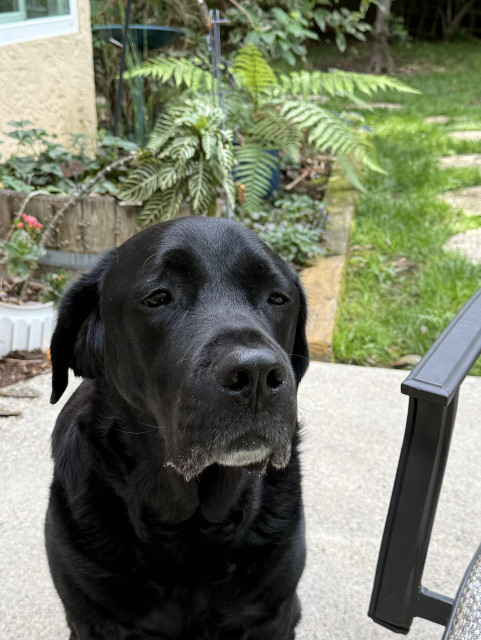 A black Labrador named Teddy sits with a very sad expression on his face as he begs for apples. He is sitting in a patio garden with flowering plants and ferns in the background.