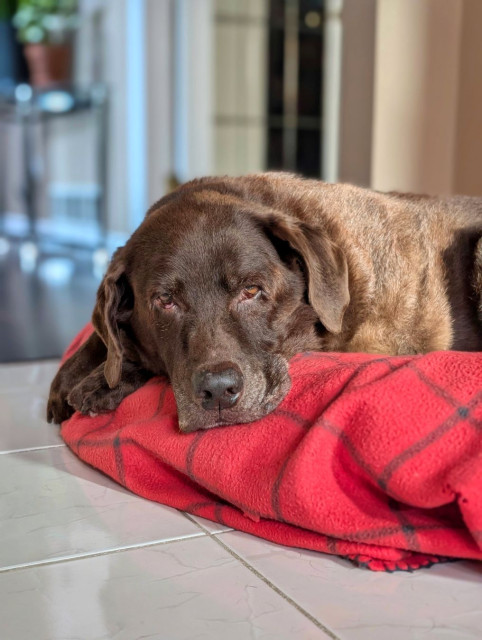A chocolate lab is lying down on a bed.