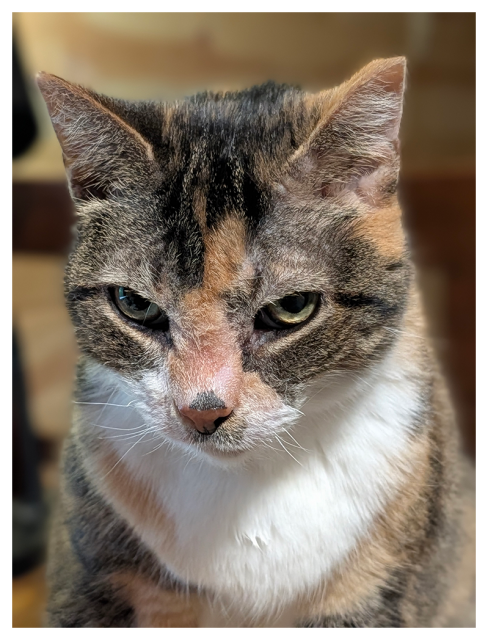 close up of a calico cat with green eyes and white markings sitting on the corner of an unseen desk making eye contact. the background is out of focus cabin interior.