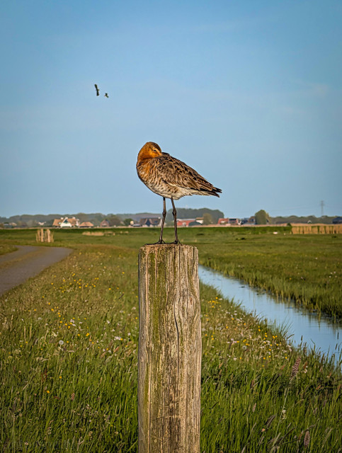 A black-tailed godwit resting atop a rustic wooden post in the middle of a green field in Eemnes.

The bird has its head turned back, resting its long beak against its back. Its long, dark legs stand firmly on the post. 

A narrow path runs through the field on the left, and a small body of water flows on the right. To the left of the bird, two small birds are in flight against the blue sky.  