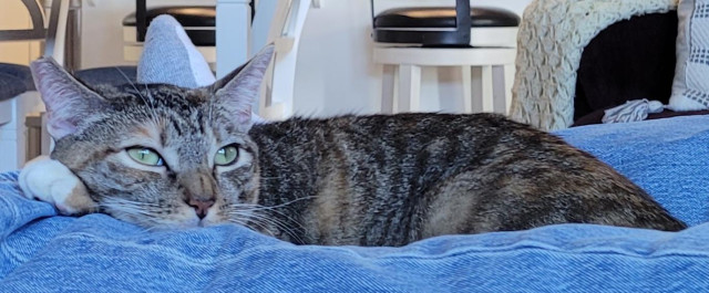 A tabico cat, cuddled on a pair of jeans-clad legs, looking content 