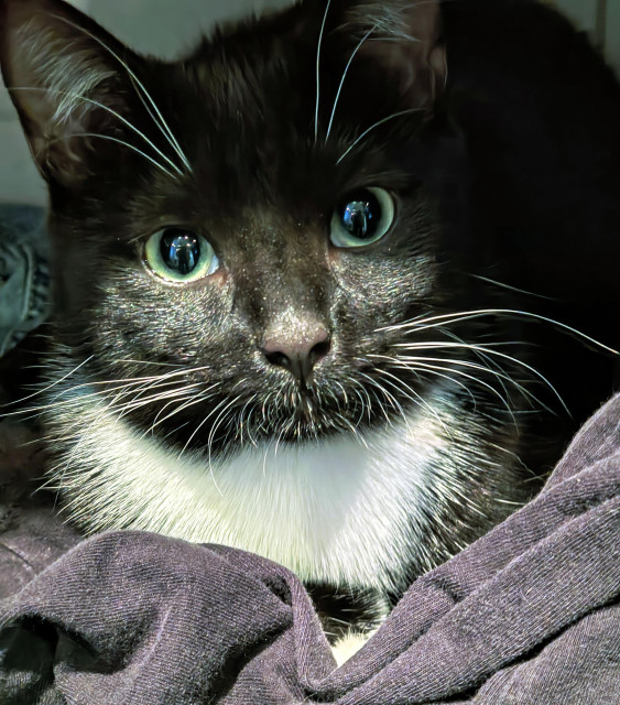 Lucy the tuxedo kitten up close. She is tucked away on a shelf, laying on top of folded clothes. She is looking straight at the camera as if to say "what?", and she is extremely pretty.