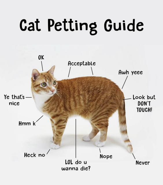 Simple cat guide 