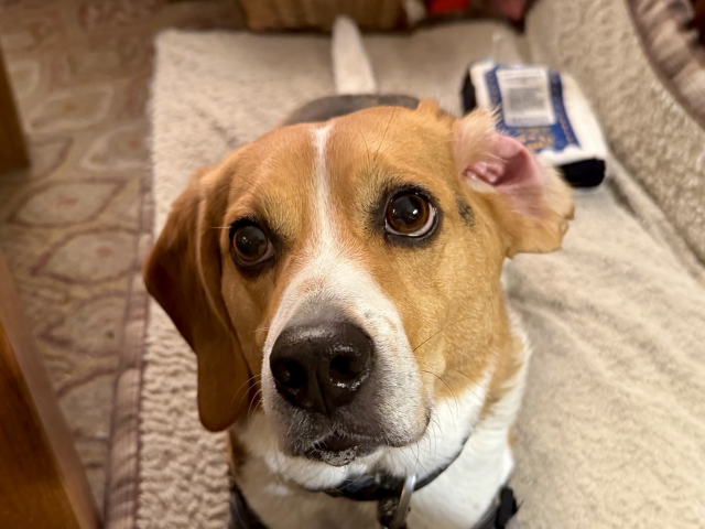 Photograph of very cute and optimistic beagle working over his hapless owner for treats by tilting his head to the right while his left ear is flopped back.