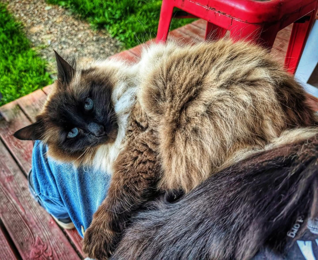 Ozymandias the longhair Siamese ragdoll cat lounges in my lap on my porch in the St. John's neighborhood of Portland Oregon.