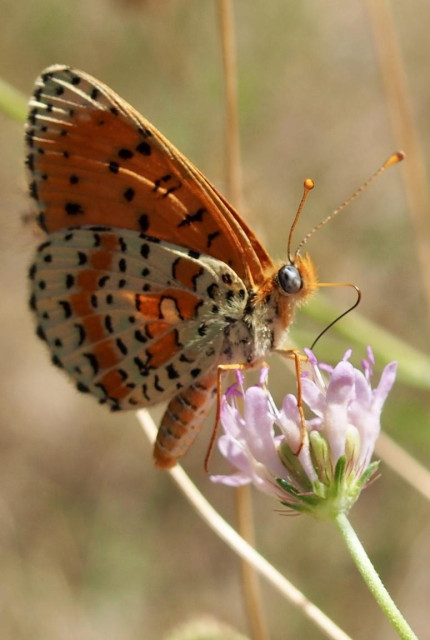 The Spotted Fritillary is a medium-sized butterfly with a vibrant orange-brown upperside marked by dark spots. When its wings are closed, the underside reveals a chequered pattern of cream and pale orange bands, highlighted by two irregular orangey-red bands. You will typically find this species in sun-drenched, open areas like dry meadows, where it frequently lands on bright yellow flowers.