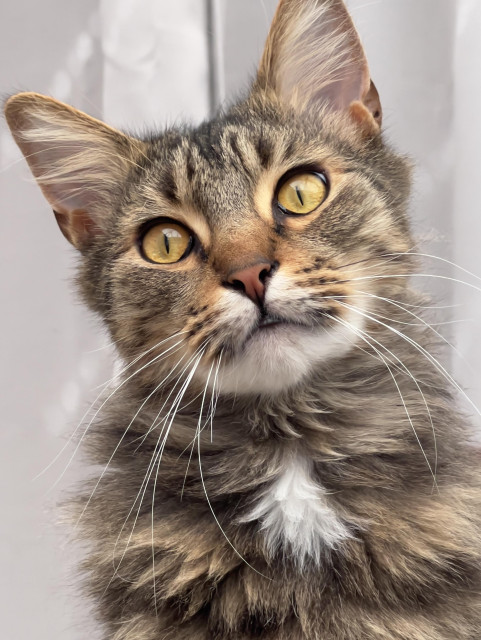 An inquisitive look from Hugo, a Maine Coon Tabby Mix. He has yellow/orange eyes and a small white patch on his chest. His whiskers are worthy of Whiskers Wednesday. But he insisted I posted this today. I live to serve.