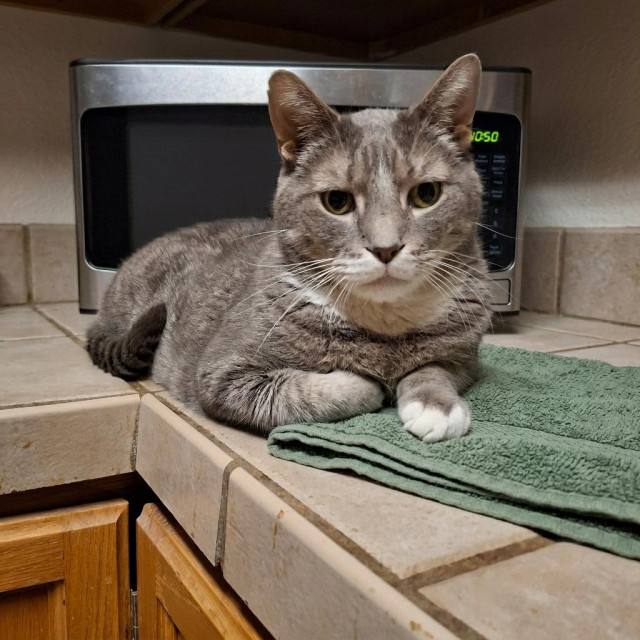 A cat in front of a microwave on a kitchen counter.