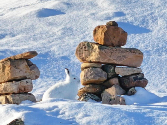 An Arctic hare, all white except for the tips of its ears which are black, sits between two inuksuuk.  Reddish brown rocks stacked up. The landscape is covered in snow. 