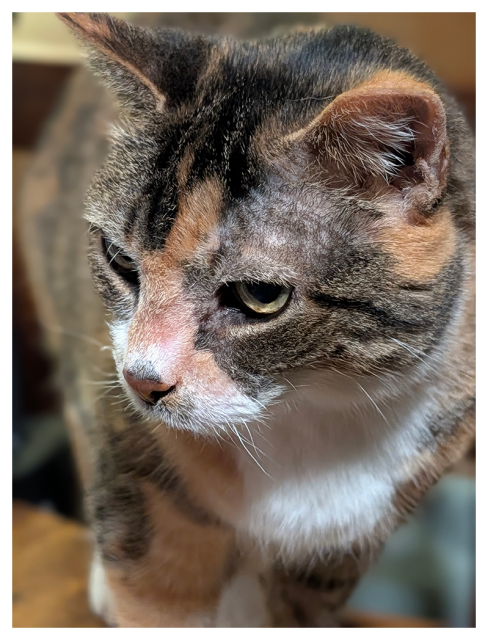 close-up of a calico cat with white markings and green eyes, gazing down slightly. 