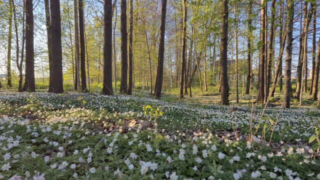 A sea of wood anemones in a town forest under low sunlight.