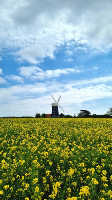 A windmill sits on the line between blue sky and a field full of the yellow flowers of rapeseed.