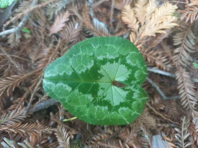 A leaf with colors strikingly resembling the famous Mandelbrot fractal.