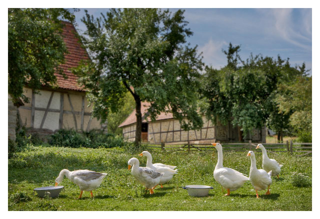 A sunny rural farm scene on a bright, clear day with a blue sky and scattered white clouds. In the foreground, six white geese with orange beaks and orange feet are standing on lush green grass. One goose on the left is lowering its head to drink from a round metal bowl. Two geese stand nearby in the center, while three more geese are grouped on the right side of the image. The geese have predominantly white feathers, with some showing light gray shading on their backs and wings. In the background, there are traditional European half-timbered farmhouses with white walls, dark wooden beams, and reddish-brown tiled roofs. A large leafy tree stands in the middle of the scene, with more green trees and bushes surrounding the buildings. A wooden fence runs across the middle ground, separating the grassy field from the farm buildings.The overall atmosphere is peaceful and idyllic, typical of a countryside farm in spring or summer.