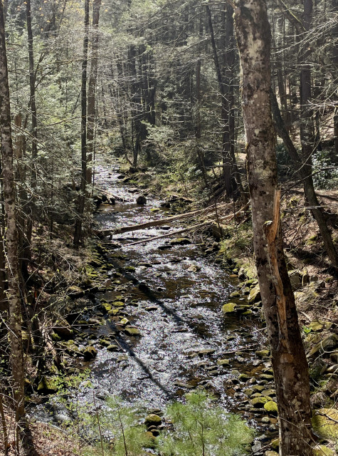 Standing on a ridge, looking down at a wooded stream that is flowing toward the camera. The stream is About 15-20 feet wide and is lined on both banks by large rocks and evergreen trees. Morning sun is coming from the top of the picture, lighting up the water in a sparkling swath.
