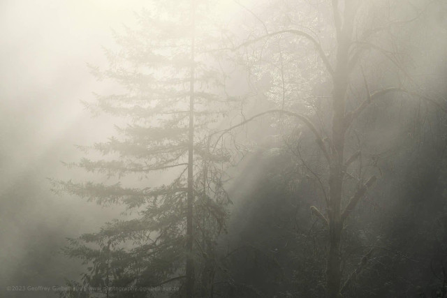 Shadows In the Mist

A solitary evergreen tree and bare, twisting branches emerge from a dense fog in a quiet forest, with soft diffused light filtering through the mist and creating a pale, almost monochromatic scene. The minimal contrast and warm grey tones give the image a calm, meditative mood.