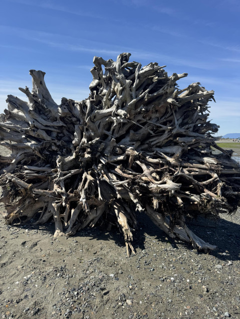 A giant driftwood tree seen from the bottom , looking at the root structure. 