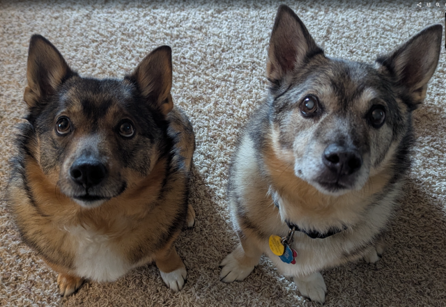 Two Swedish Vallhunds sitting side-by-side on a beige carpet.
Their ears are pricked forward and they are patiently awaiting a treat.