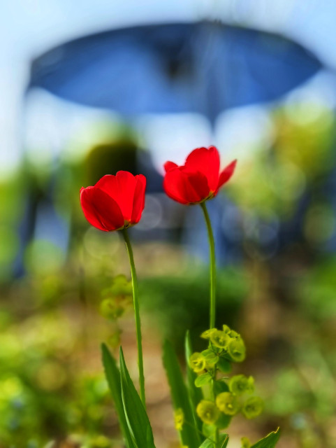 2 Tulpen im Garten.