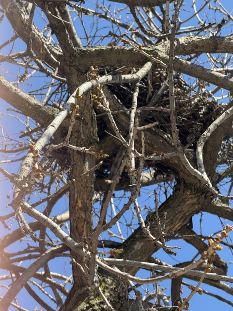 A bird’s nest way up in a tree. It is partially obscured by branches and, I’d guess, about a foot in diameter. There is a bright blue sky behind the nest and tree. 
