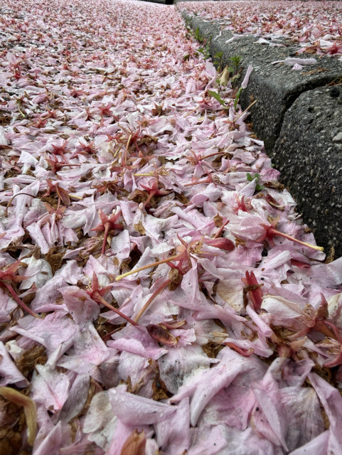 A detail of the surface of a suburban road, after a night of rain has brought down all the cherry blossom. The road here is thickly covered in pale pink blossom. There is a kerb (curb) stone to the right, showing that this is the edge of the road. The pavement (sidewalk) is also covered in cherry blossom. A bitter-sweet moment. Until next year.