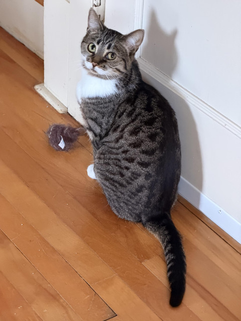 Brown & white Tabby sitting on the hardwood floor with her stuffed mouse/thingy.