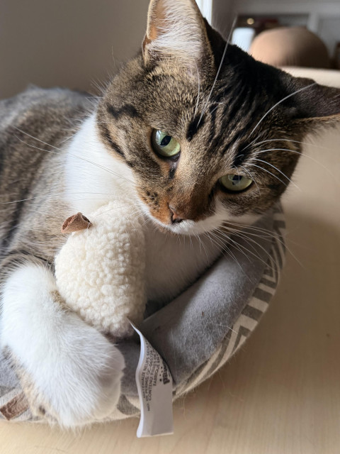 Brown & white Tabby sitting in his bed, mauling his stuffed mouse toy