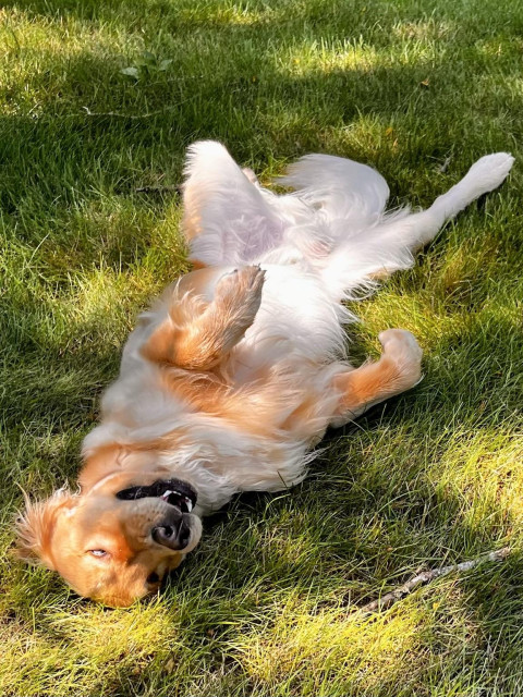 A vey happy golden retriever on his back wriggling his way dampen a hill with his eyes closed and a big smile. He is showing his snow white fur on his underside