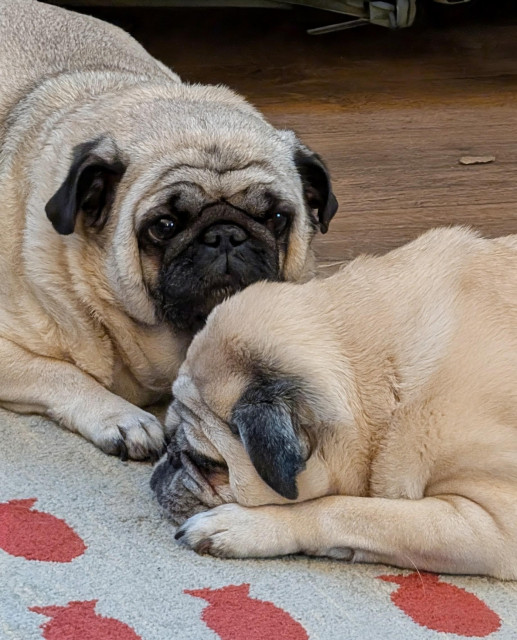Photo of my two fawn-colored Pugs, Tilly and Marvin lying on a rug, head to head with bodies at a right angle.