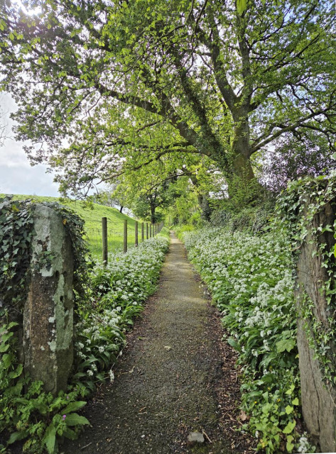 A narrow path leads into the picture. On either side are banks of wild garlic, the white flowers standing out against the bright green leaves. In the middle distance, a spreading tree is covered in fresh green leaves.