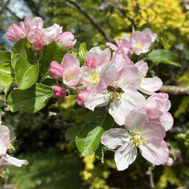 Photo of apple blossom in sunshine - delicate five-petalled flowers, white with a pink blush. Buds yet to open are deeper pink. A small bee feeds on pollen on the pale yellow anthers. In the background is yellow foliage of an acer tree.
