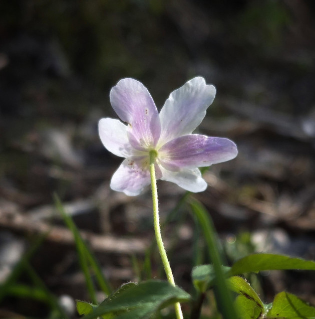 A wood anemone (anemone nemorosa) with partially pale pink petals, standing alone and turning its flower towards the sun