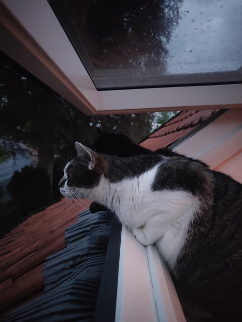 Kater Sammy hängt mit dem Oberkörper aus dem Dachschrägenfenster. Der Hals ist lang gestreckt und der Blick fokussiert. Etwas hinter Sammy ist der Kater Phips zu erahnen