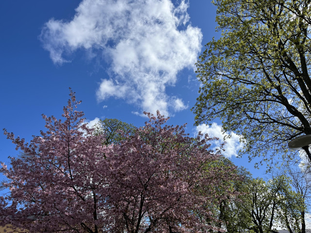 Ett foto taget snett uppåt - med kronan av ett rosablommande träd längst ner i bild. Ett träd med skir grönska till höger. Klarblå himmel med vita molntussar i överkant o mellan träden.