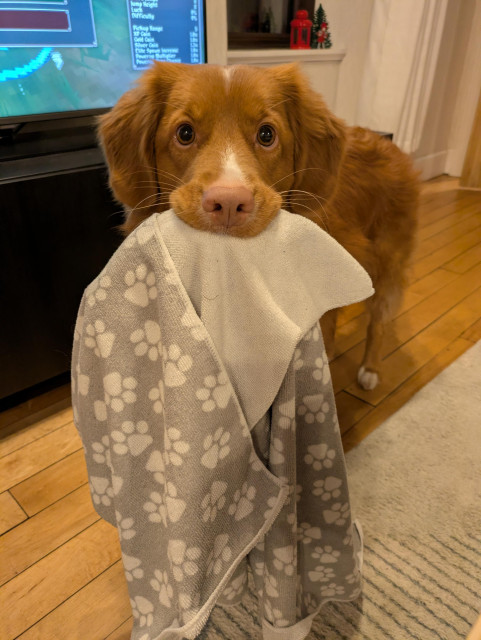 Orange doggo with a blanket in her mouth.