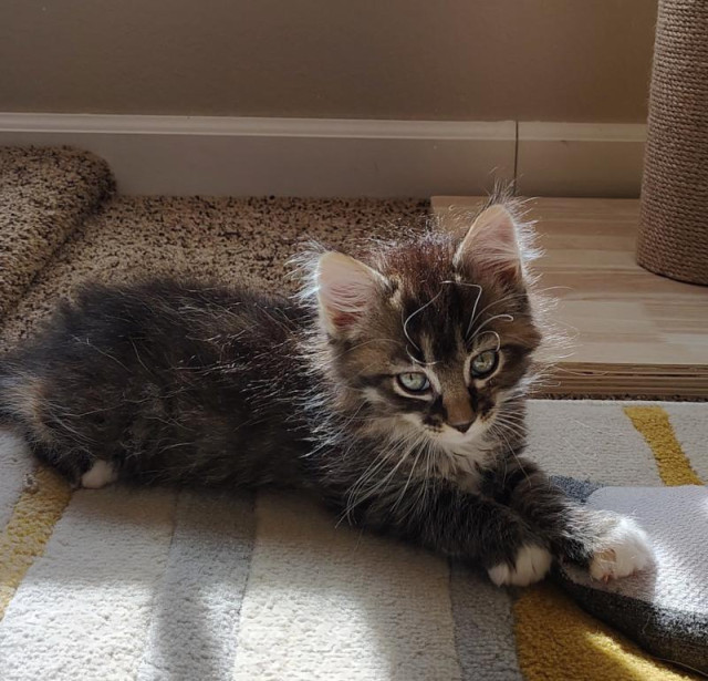 A fluffy brown tabby kitten with white tipped front paws and green eyes lying on her stomach in the sun. She has lots of stray white fir coming out of her ears and the sides of her face.