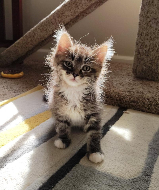 A fluffy brown tabby kitten sitting up on her front paws. Her paws have a small white tipped gloves and she has a white chest, chin, and muzzle. The sun shining down on her shows off her fluffiness as you can see a ton of white fur emanating from her head and upper body, as if she has a furry halo..