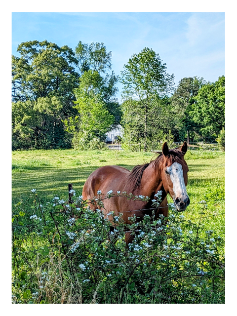 a brown horse with a white blaze on its face stands in a sunlit green field behind flowering bushes. Lush trees and a farmhouse are visible in the background under a blue sky. 