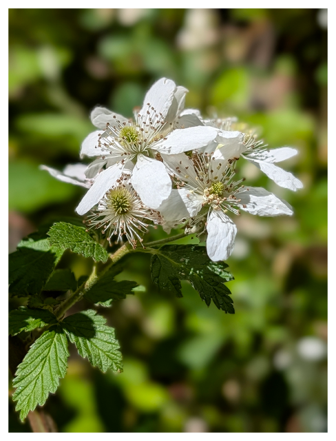 close-up of a wild blackberry or dewberry plant, lit by the sun. 	
a cluster of delicate white flowers with thin petals and numerous pale stamens, blooming on a green leafy branch. the background is out of focus, green and brown.