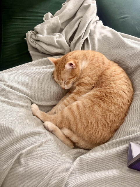 An orange cat lying between crossed legs. There is a blanket on the legs and it seems the person is lying on a sofa.

The cat is cozily curled up and looks in deep sleep mode.