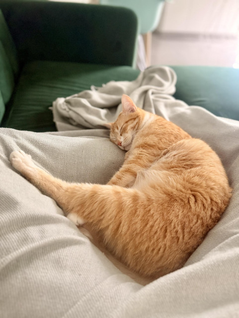 A closer look at the cat who now has one hind leg stretched out. She looks extremely happy wig her location and the overall situation.