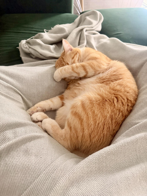 Another photo of the same cat, now covering her face and eyes with one of her front paws.