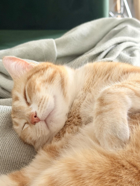 A close-up photo of the said cat's face. She has a flesh-cored nose and beautiful orange stripes. Her eyes are closed and she looks really very happy and content.