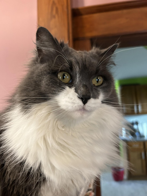 Head and shoulders portrait of a grey and white bicolor kitty with a giant white ruff. She has green yellow eyes that reflect light from a window. Her expression is intense as usual, and maybe a bit curious. She is sitting at my height or higher, standing on an architectural feature in the front room of the house where she can monitor people coming and going from the kitchen.