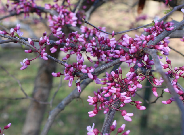 Pink blooms emerging from darker pink buds on gray woody branches with a green grass lawn blurred in the background. 