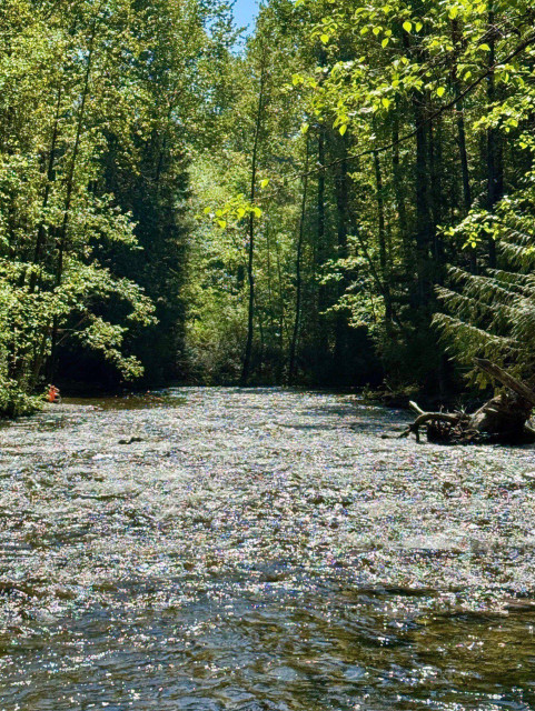 Sparkling river running through Canadian forest, tall green trees