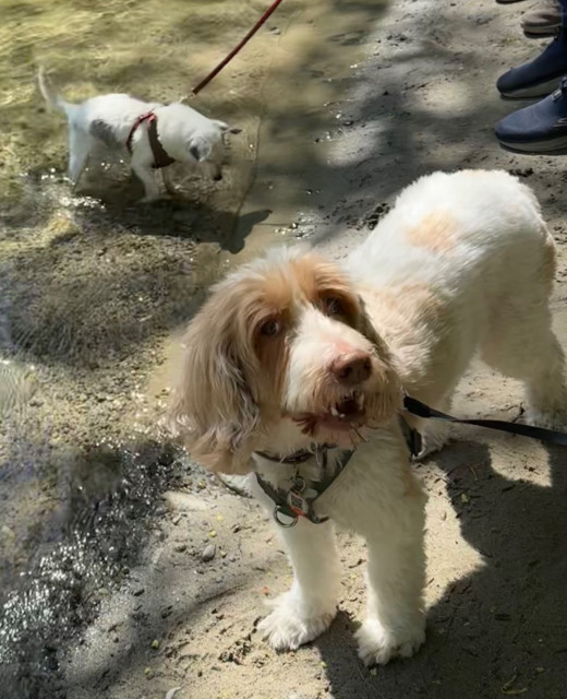 Tiny white chihuahua mix, Timmy, and Hamilton, a mini Australian Labradoodle, on a lake beach, toes in the clear water, in BC, Canada.